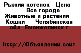 Рыжий котенок › Цена ­ 1 - Все города Животные и растения » Кошки   . Челябинская обл.,Еманжелинск г.